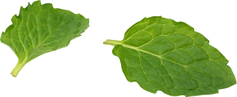 Fresh Mint Leaves